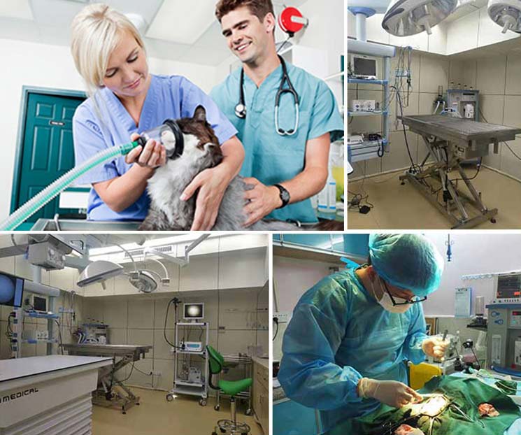 Veterinary clinic, Animal hospital, Labortory, Scientific institutions, Veterinary school