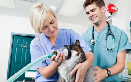 Veterinary clinic, Animal hospital, Labortory, Scientific institutions, Veterinary school